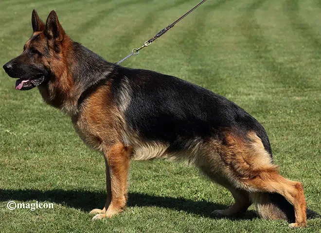 mittelwest-breeding-female-v-wynri-vom-mittelwest-igp2-kkl