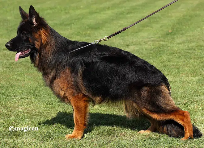 The Highly Awarded Yari vom Mittelwest of Mittelwest German Shepherds