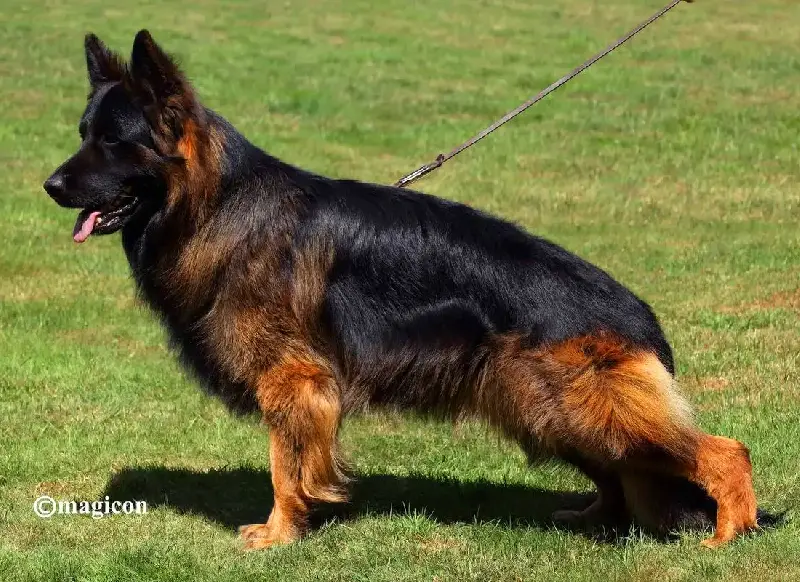 V1 Xavi v.d. Tempelhoeve IGP3, KKL, Lbz (long coat)