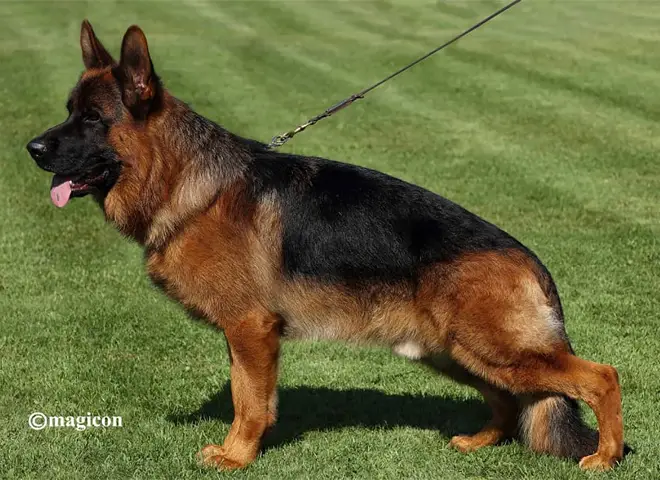 VA Schiwago von Bad-Boll IGP3, KKL, LBZ (Germany)