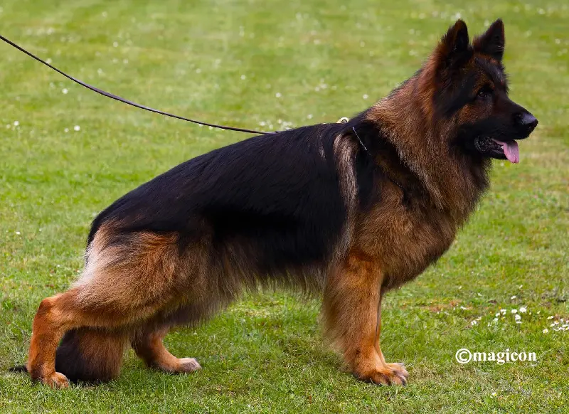 mittelwest-champion-stud-va1-sieger-esteemed-k9-mad-max-igp3-kkl