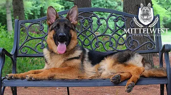 mittelwest-german-shepherds