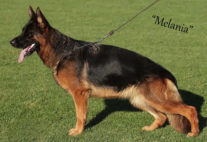 The Highly Awarded Melania vom Mittelwest of Mittelwest German Shepherds