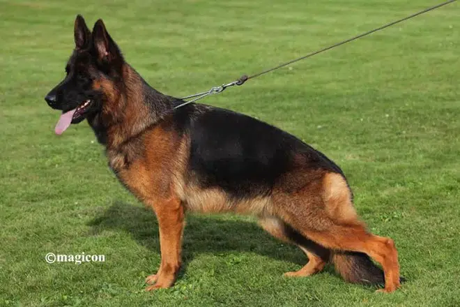 The Highly Awarded Bing vom Mittelwest of Mittelwest German Shepherds