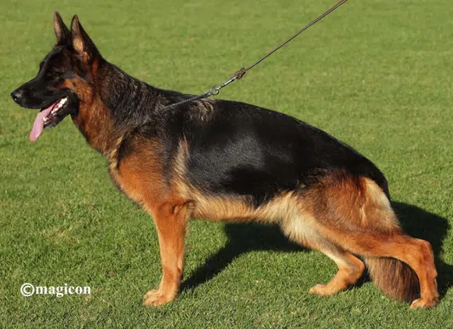 The Highly Awarded Jolie vom Mittelwest of Mittelwest German Shepherds