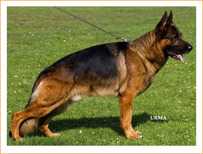 odin-2012-usa-sieger