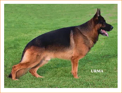 rocco-2012-nass-sieger