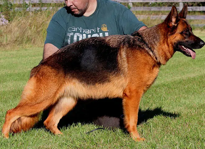 The Highly Awarded Bindi vom Mittelwest II of Mittelwest German Shepherds