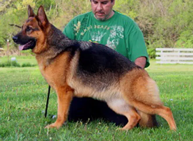 The Highly Awarded Carmin vom Mittelwest of Mittelwest German Shepherds