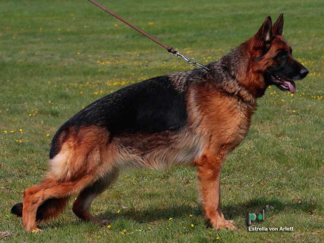 The Highly Awarded Estrella von Arlett of Mittelwest German Shepherds