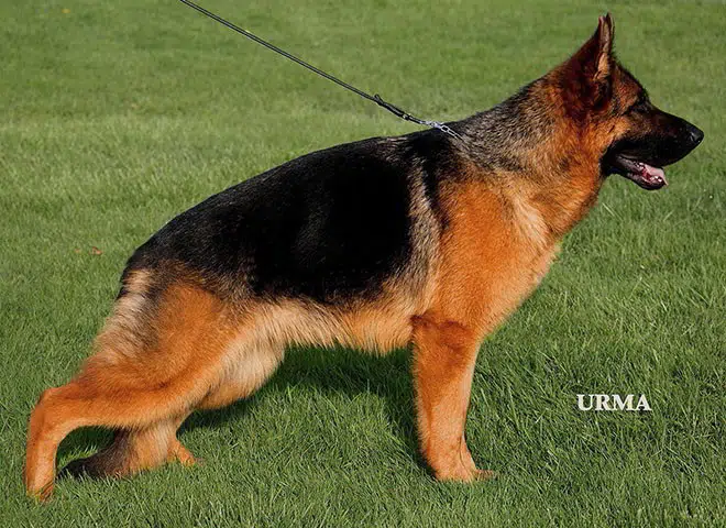 The Highly Awarded Etsy vom Mittelwest of Mittelwest German Shepherds
