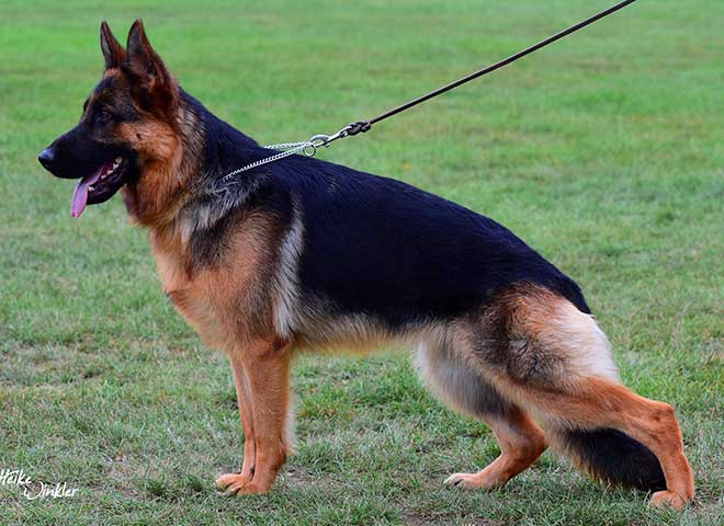 The Highly Awarded Fanta vom Mittelwest of Mittelwest German Shepherds