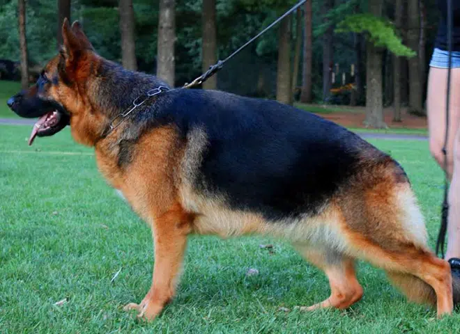 The Highly Awarded Flickr vom Mittelwest of Mittelwest German Shepherds