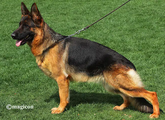 The Highly Awarded Hanny vom Haus Dagenhart of Mittelwest German Shepherds