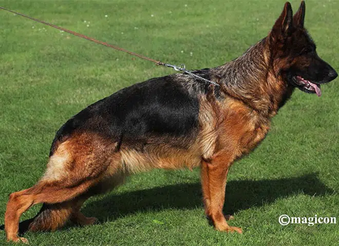 The Highly Awarded Hershey vom Mittelwest Of Mittelwest German Shepherds