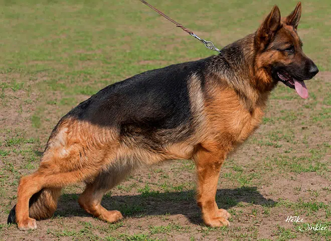 The Highly Awarded Ivanka vom Mittelwest Of Mittelwest German Shepherds