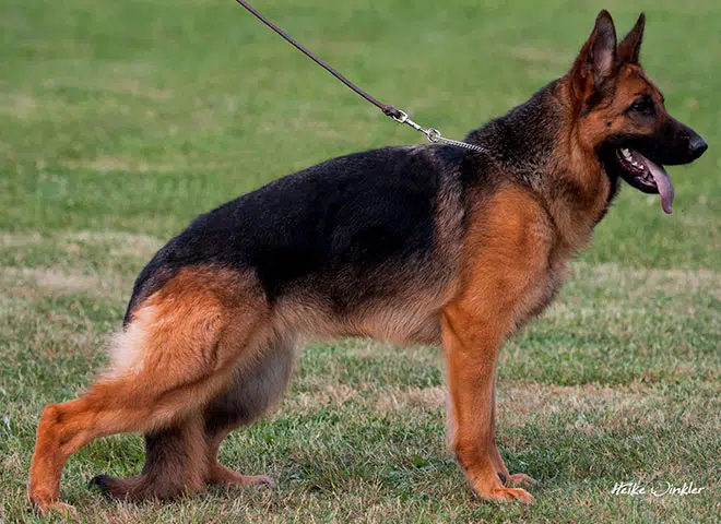 The Highly Awarded V Kimba vom Mittelwest II of Mittelwest German Shepherds