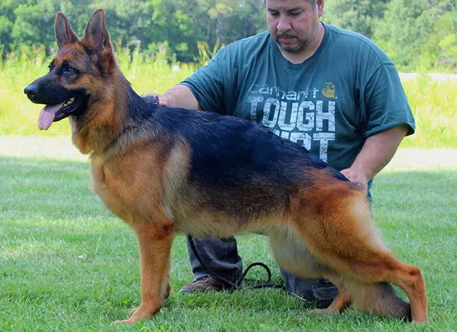 The Highly Awarded Lena vom Mittelwest II of Mittelwest German Shepherds