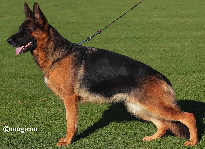 The Highly Awarded Margit vom Mittelwest of Mittelwest German Shepherds