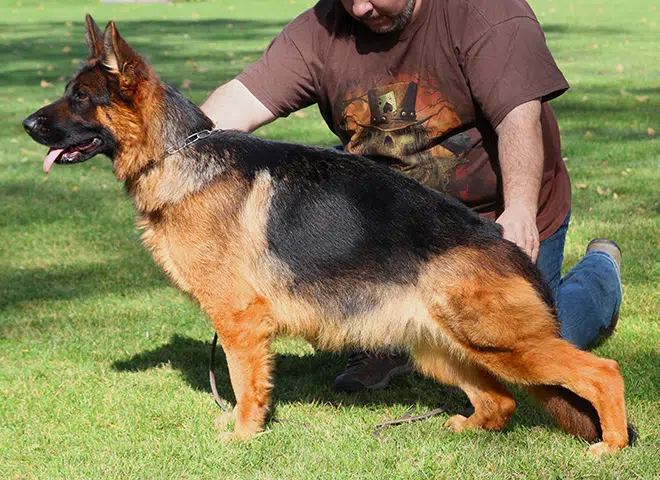 The Highly Awarded Napa vom Mittelwest III of Mittelwest German Shepherds