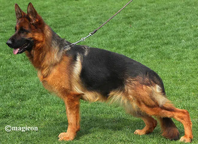 The Highly Awarded Opal vom Mittelwest of Mittelwest German Shepherds