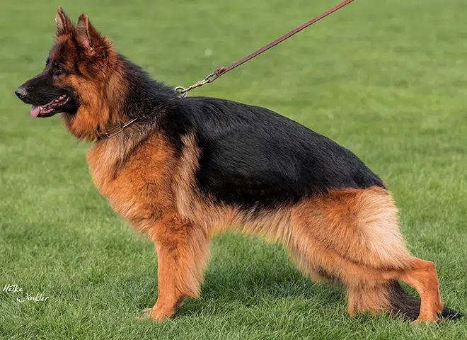 The Highly Awarded Orchid vom Mittelwest of Mittelwest German Shepherds