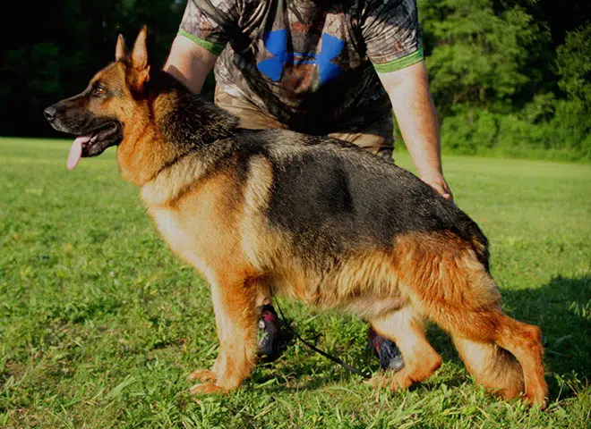 The Highly Awarded Titania vom Mittelwest of Mittelwest German Shepherds
