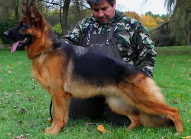 The Highly Awarded Philly vom Mittelwest of Mittelwest German Shepherds