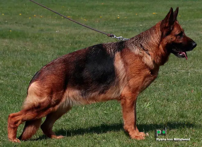 The Highly Awarded Rayna vom Mittelwest of Mittelwest German Shepherds