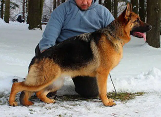 The Highly Awarded Tessa vom Mittelwest of Mittelwest German Shepherds