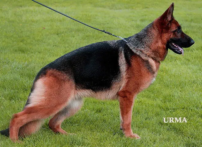 The Highly Awarded Titania vom Mittelwest of Mittelwest German Shepherds