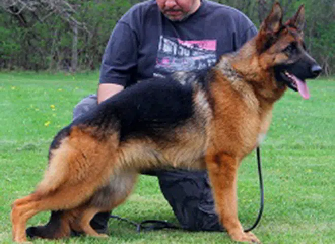 The Highly Awarded Utah vom Mittelwest of Mittelwest German Shepherds