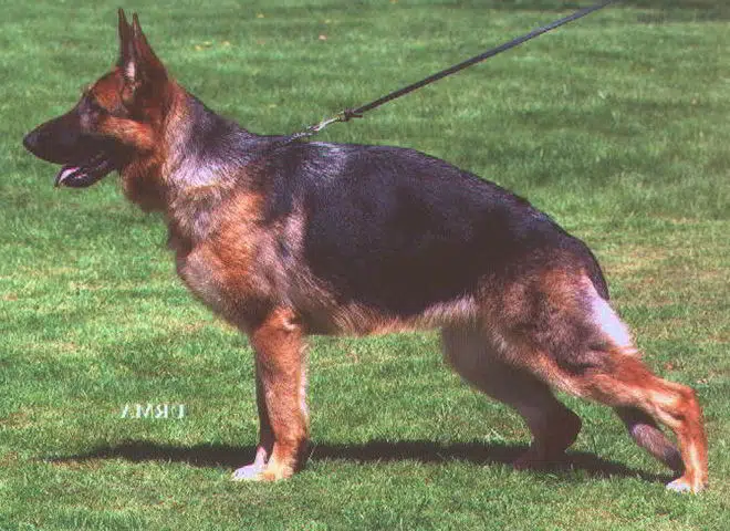v-viva-vom-mittelwest-660×480