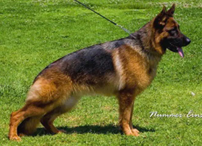 The Highly Awarded Xarla vom Mittelwest of Mittelwest German Shepherds