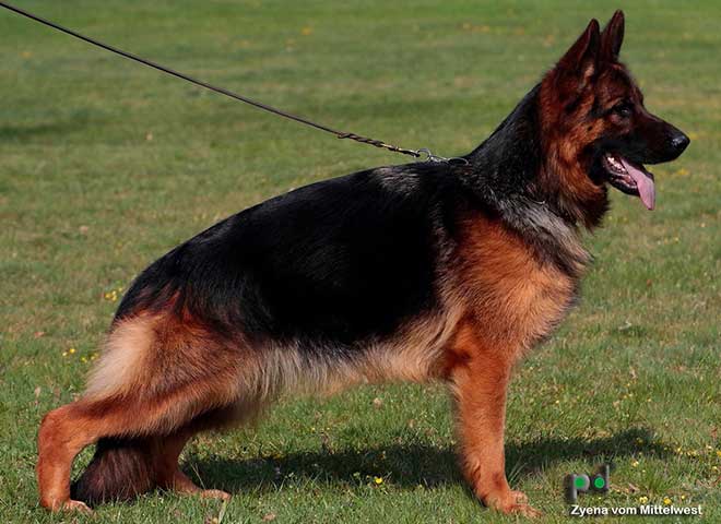 The Highly Awarded Zany vom Mittelwest of Mittelwest German Shepherds