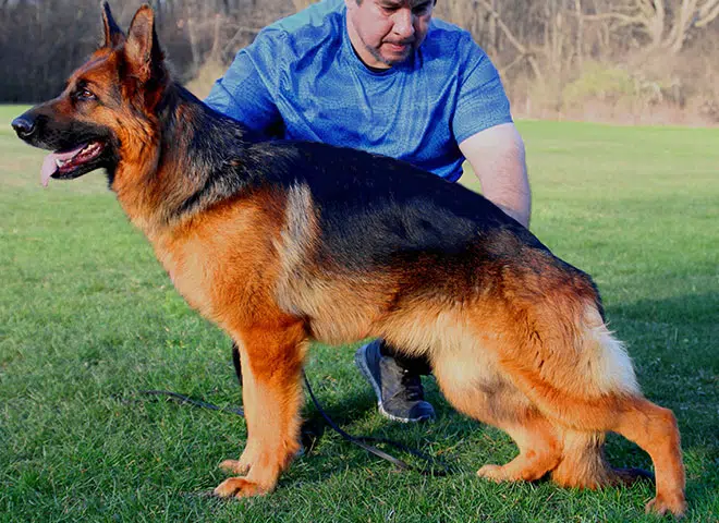 The Highly Awarded Brienne vom Mittelwest of Mittelwest German Shepherds