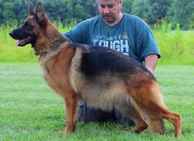 The Highly Awarded Mardi Gras vom Mittelwest Of Mittelwest German Shepherds