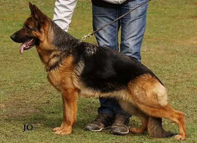 The Highly Awarded Vally vom Casselswald of Mittelwest German Shepherds