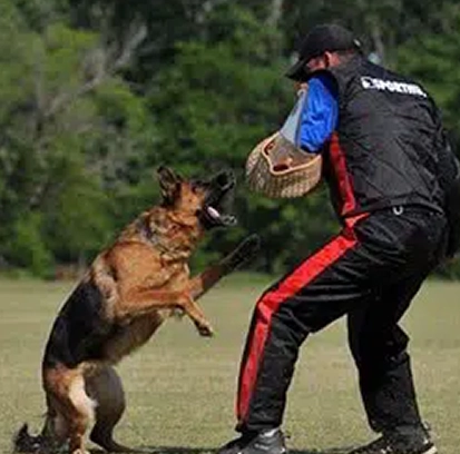 what-is-szhutzhund-training-mittelwest