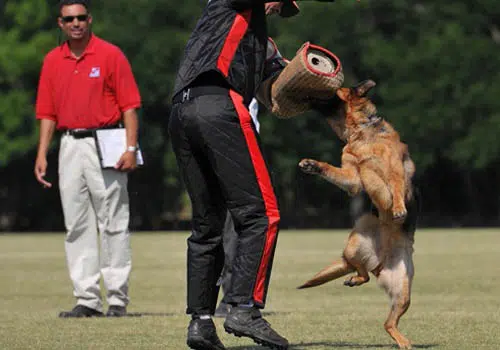 what-is-szhutzhund-training