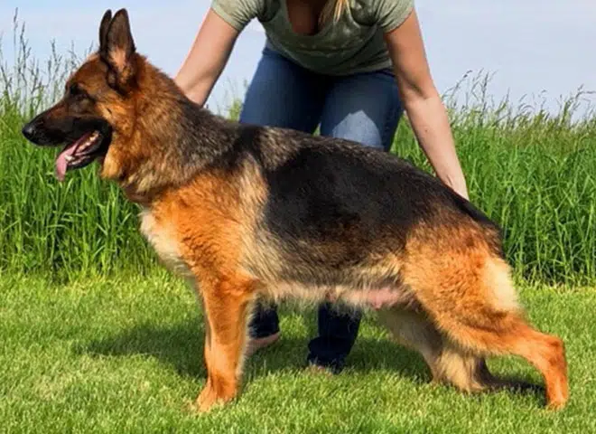 The Highly Awarded Xalina vom Mittelwest Of Mittelwest German Shepherds
